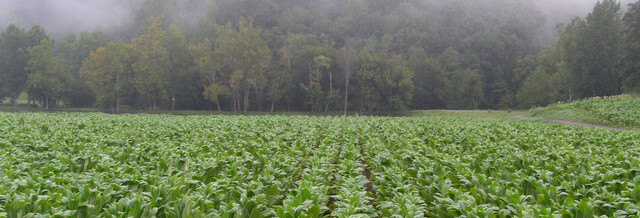 mountain tobacco crop